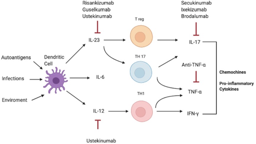 Evaluating Therapeutic Efficacy in Autoimmune Disease Biologic Development