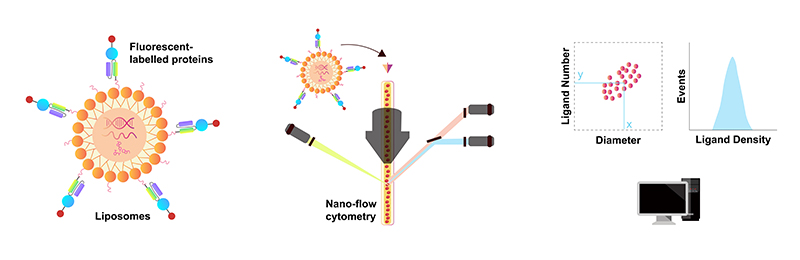Quantification of antibody density on Ab-LNPs