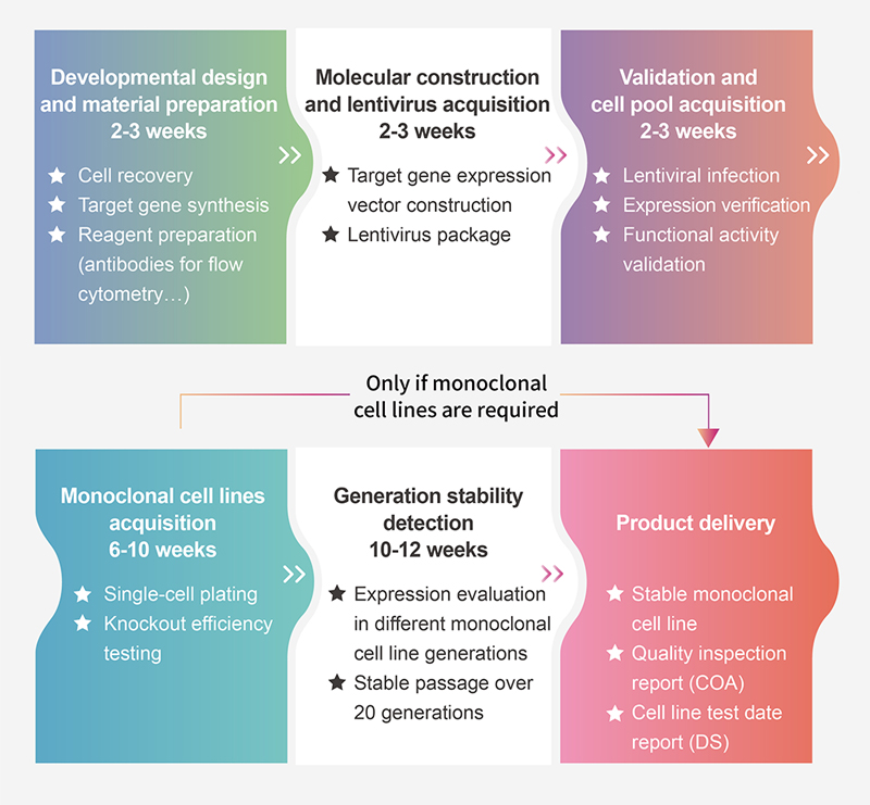 Reporter Cell Line Customization Service