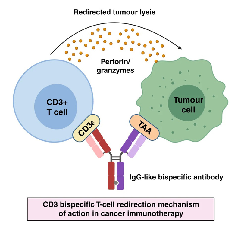 Mechanism of CD3 BsAbs-mediated T-cell redirection in cancer.