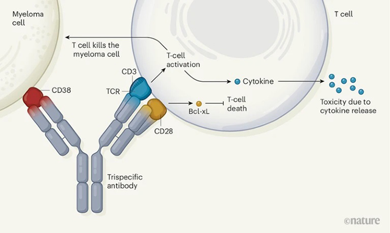 TsAbs Targeting CD38/CD3/CD28