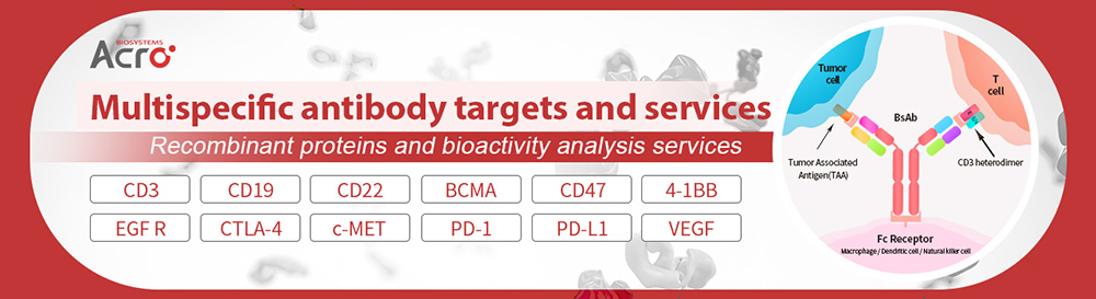 Multispecific Antibodies: Advancing Precision Immunotherapy in Cancer Treatment