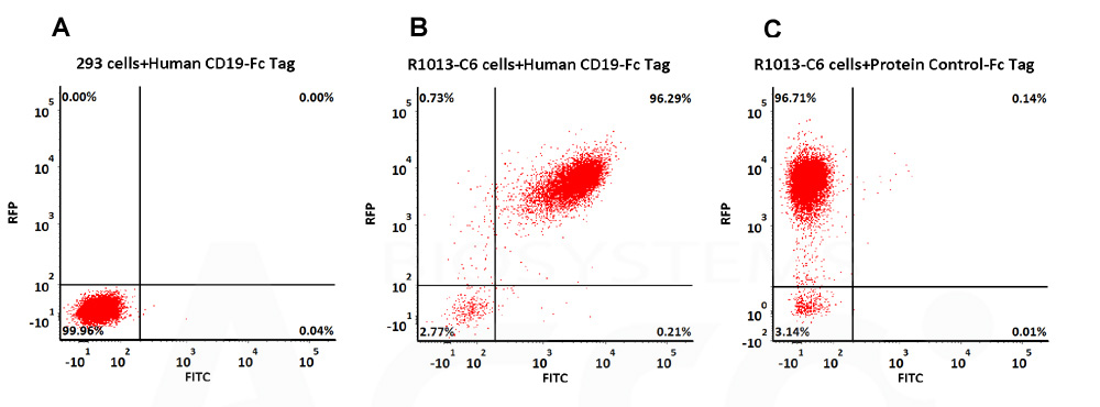 CD19 （Fc Tag  CAR detection verified by FACS