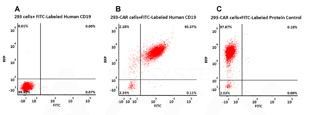 CD19 CAR detection verified by FACS