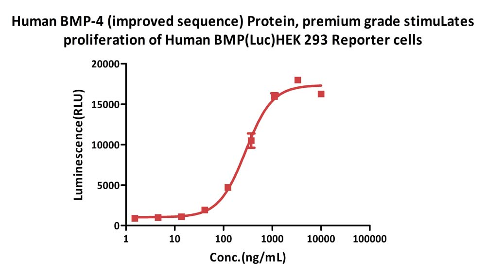  BMP-4 CELL