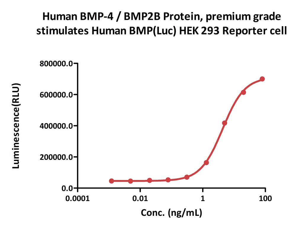  BMP-4 CELL