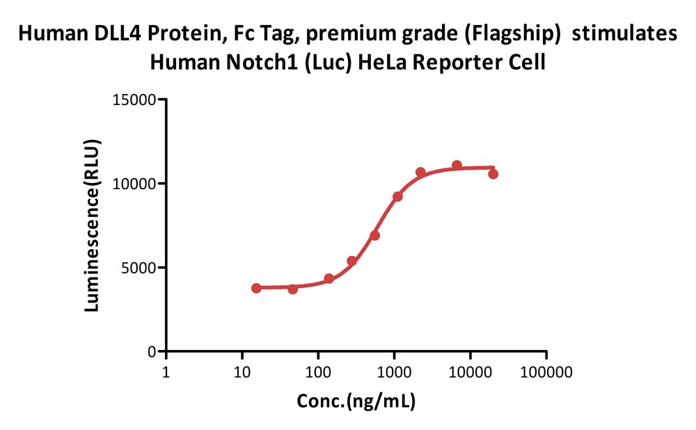  DLL4 CELL