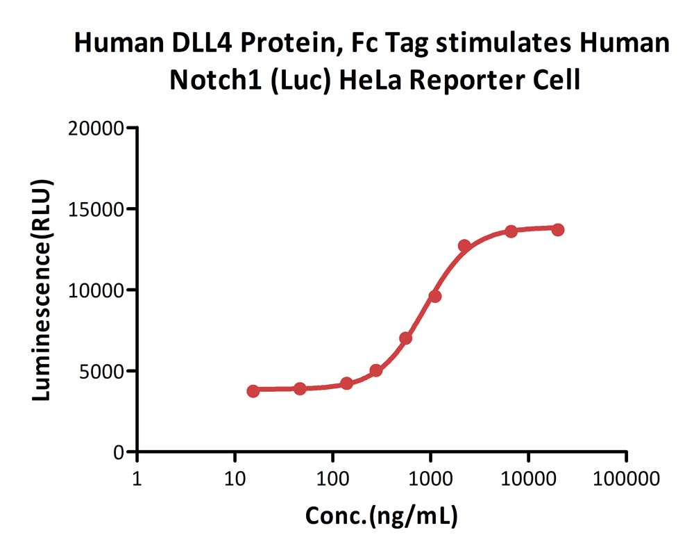  DLL4 CELL