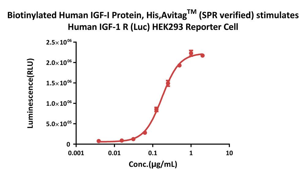  IGF-I CELL