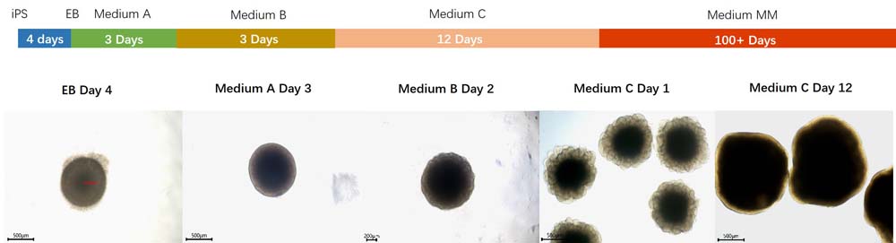  Organoids PRODUCT DIAGRAM
