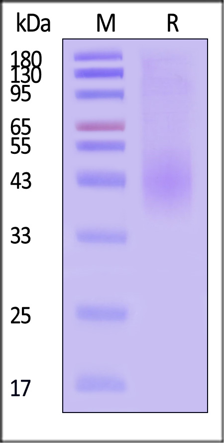 2B4-H5224-sds