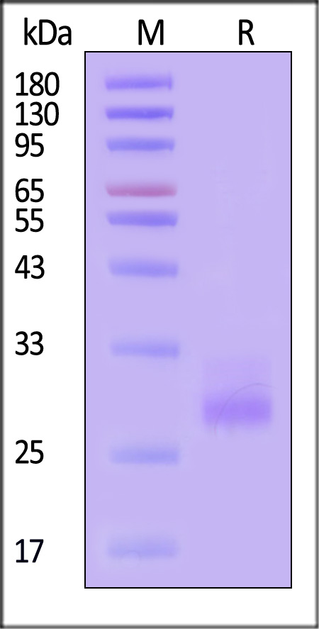 41B-H5213-sds