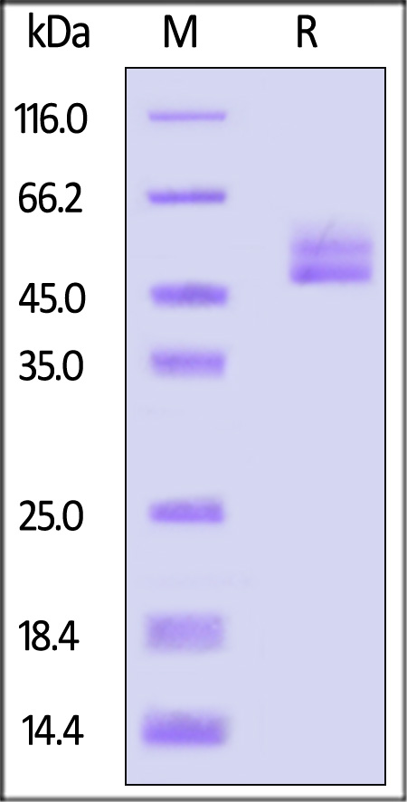 ALN-H5253-sds