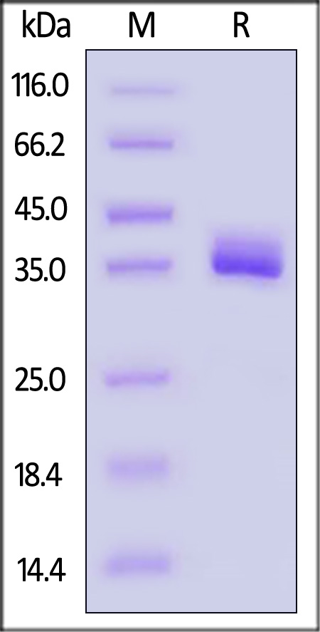 APE-C52H7-sds