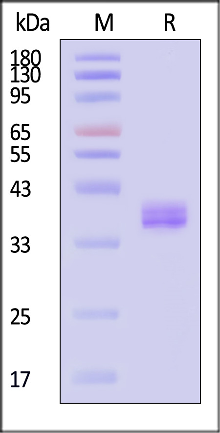 APE-H5215-sds