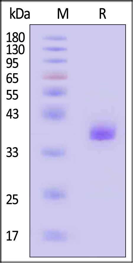 APE-H5216-sds