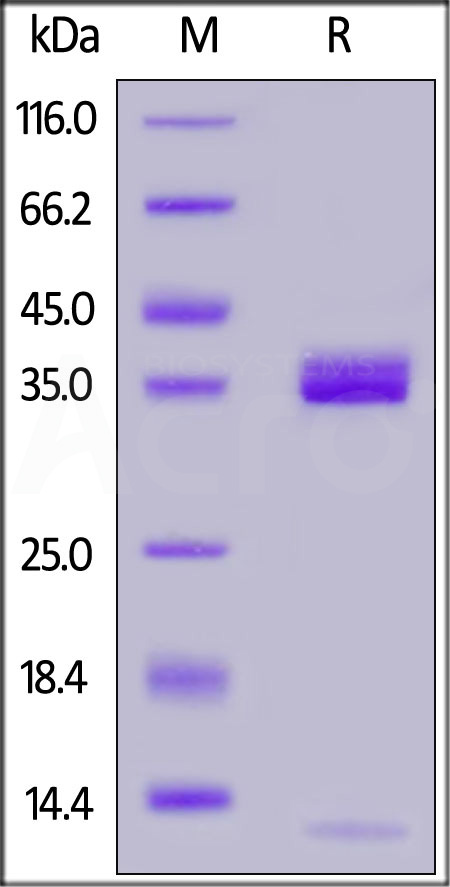 APE-H5246-sds