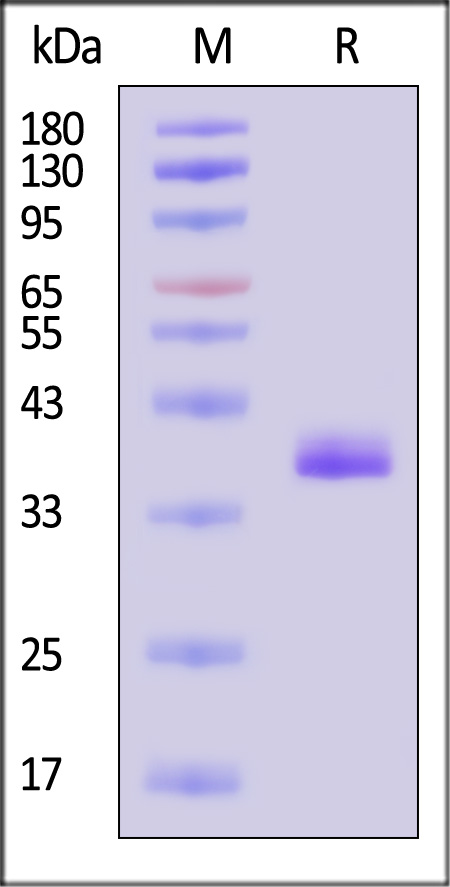 APE-H52E4-sds