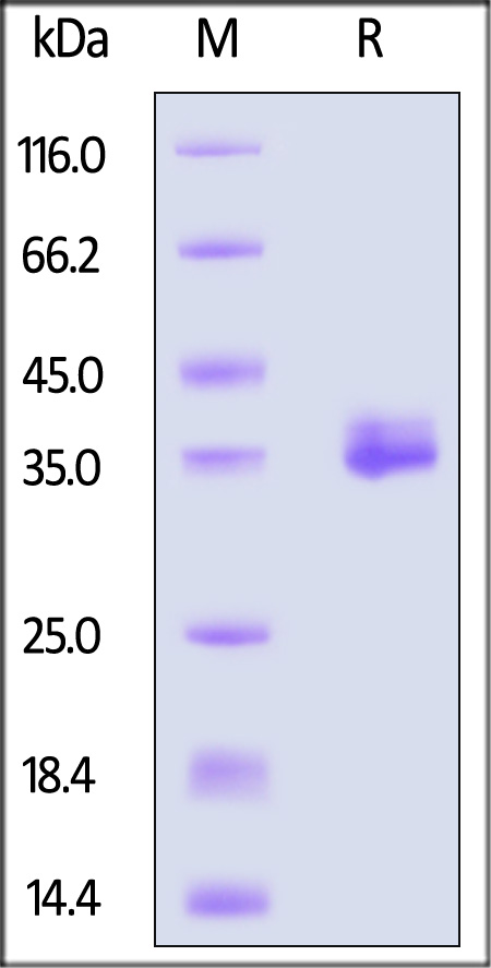 APE-H52H6-sds