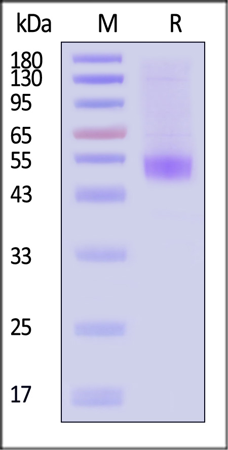 B1R-H52H6-sds