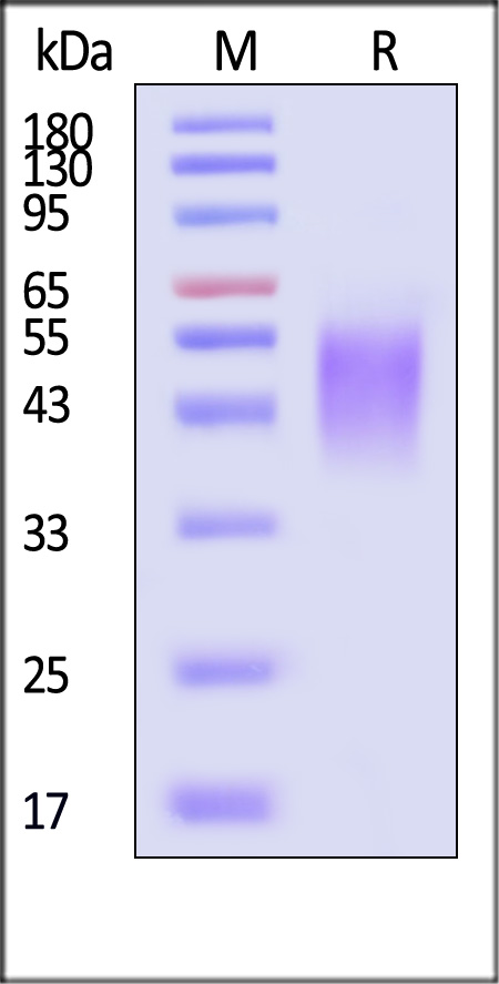 B71-H5228-sds