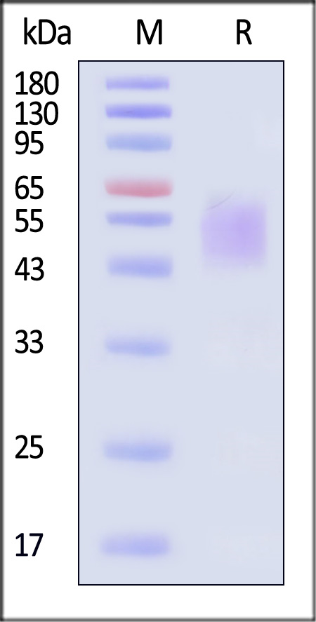 B74-M52H9-sds