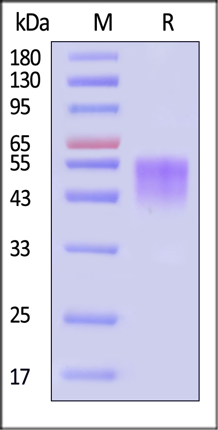 B74-R52H9-sds