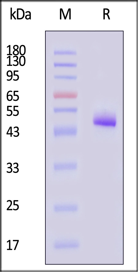 BAF-M5263-sds