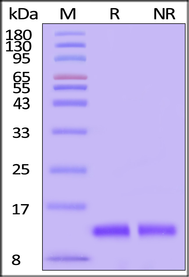 BDF-H5116-sds