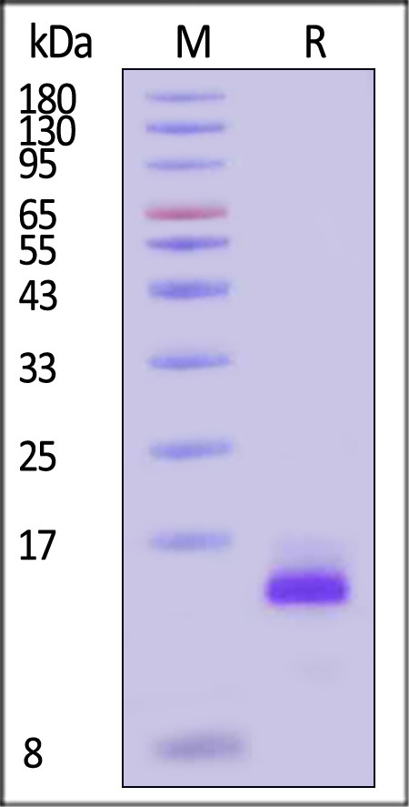 BDF-H5219-sds