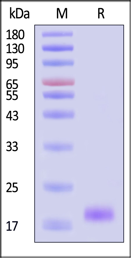 BM4-H5317-sds