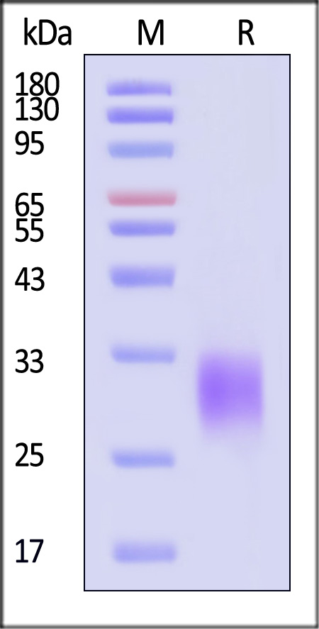 BTA-H52H3-sds