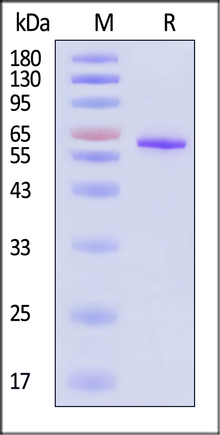 CA1-H51H3-sds