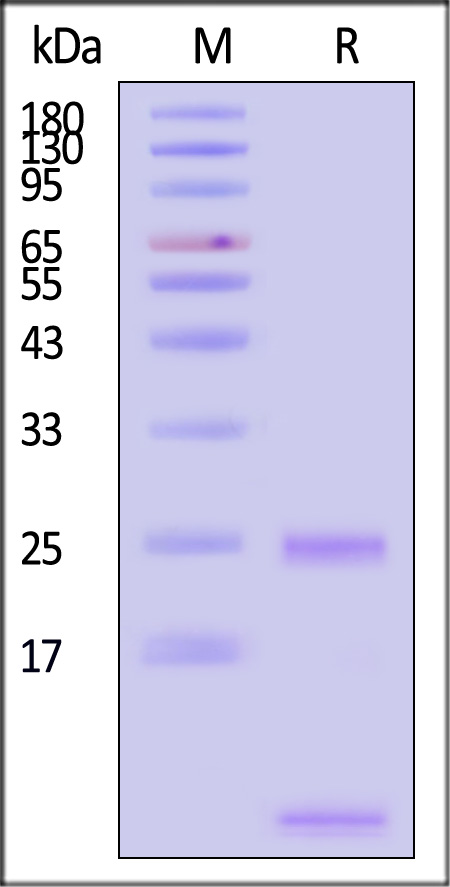 CA1-H51W3-sds