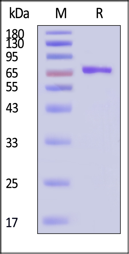 CA1-H52H3-sds