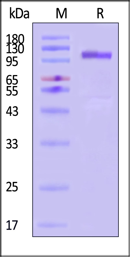 CA7-C82E9-sds