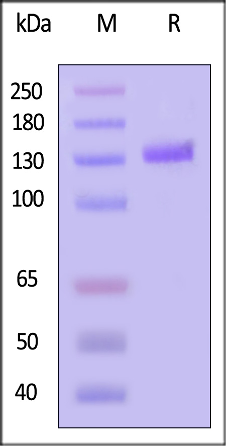 CA7-H52A9-sds