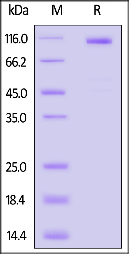 CA7-H52E6-sds