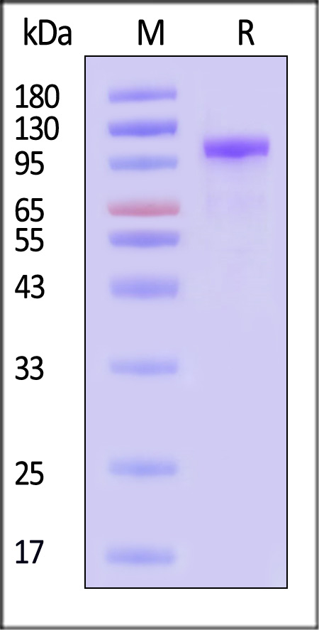 CA7-H52H4-sds