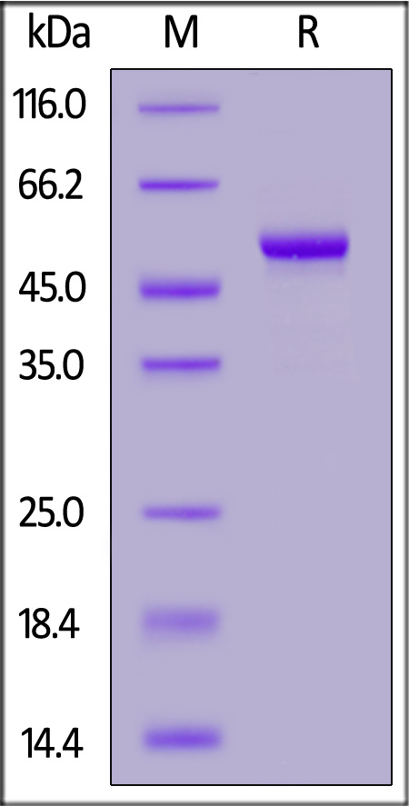 CA9-C82E6-sds