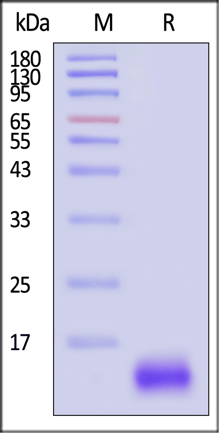 CC1-H5213-sds