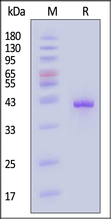 CC1-H5254-sds