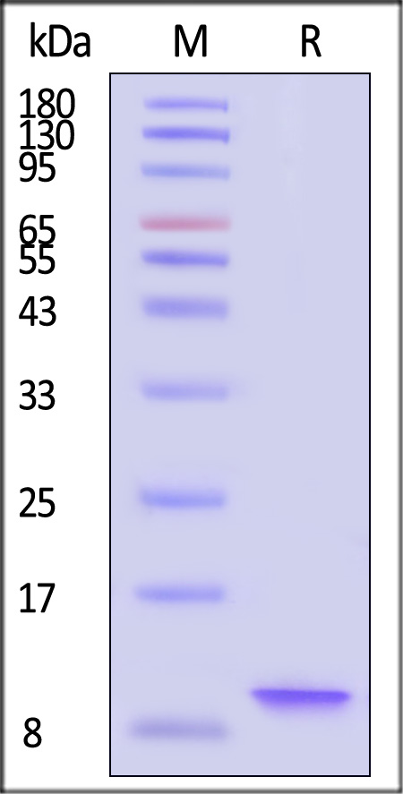 CC9-H5215-sds