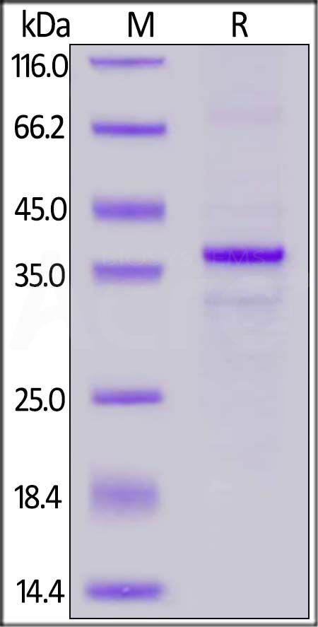 CD0-C52H8-sds