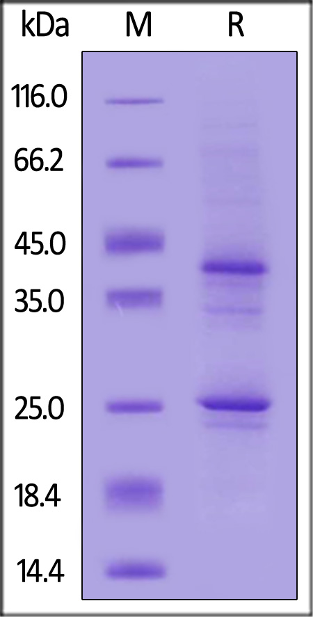 CD0-C52H9-sds