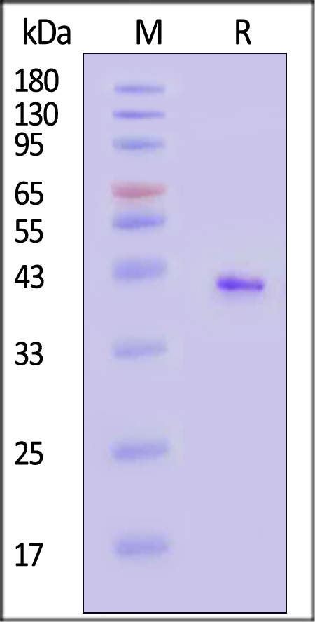 CD0-H52D5-sds