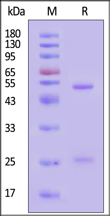 CD0-M36-sds