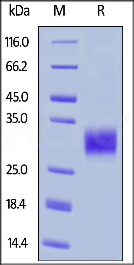 CD1-H5223-sds