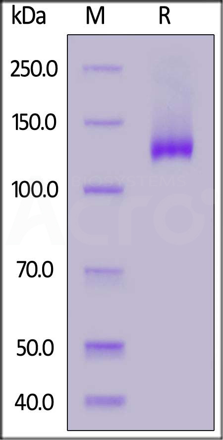 CD2-H5253-sds