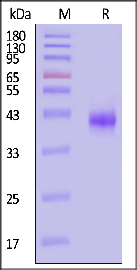 CD3-C52H4-sds